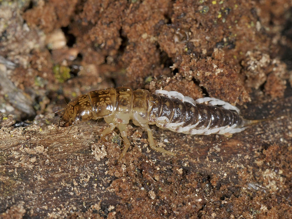 Larva con troppe zampe